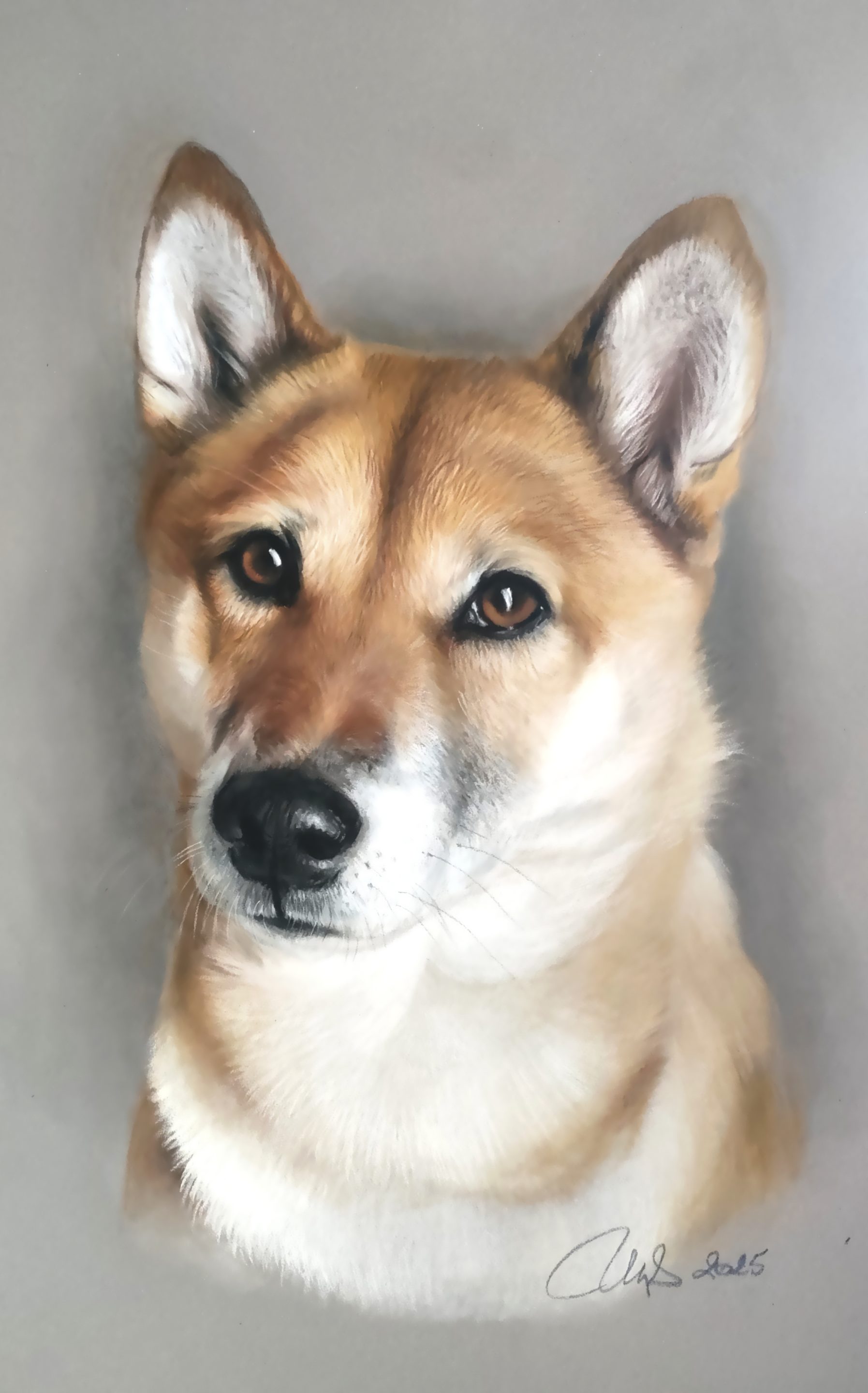 Portrait animalier au pastel sec d'un Shiba Inu
